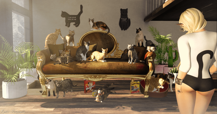 The Crazy Cat Lady strikes again