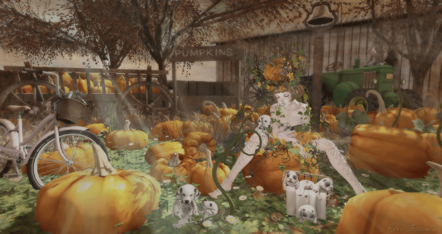 the-pumpkin-patch