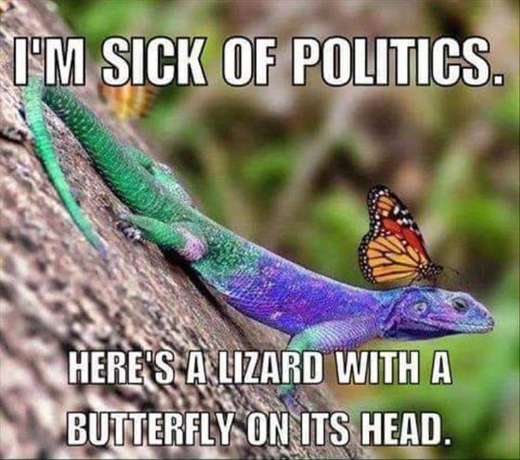 politics